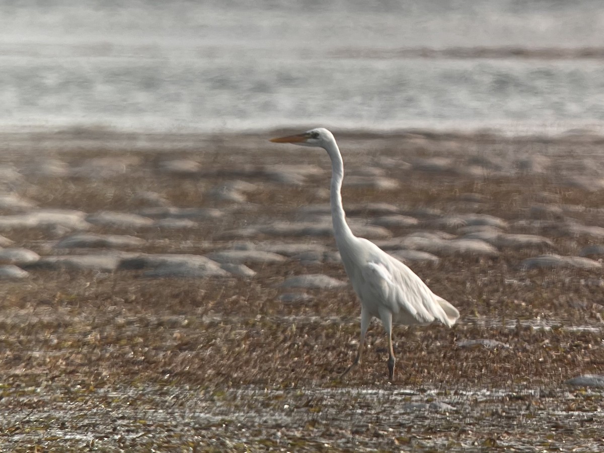 Great Blue Heron (Great White) - ML638133654