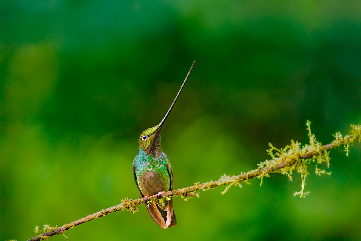 Sword-billed Hummingbird - ML638133680