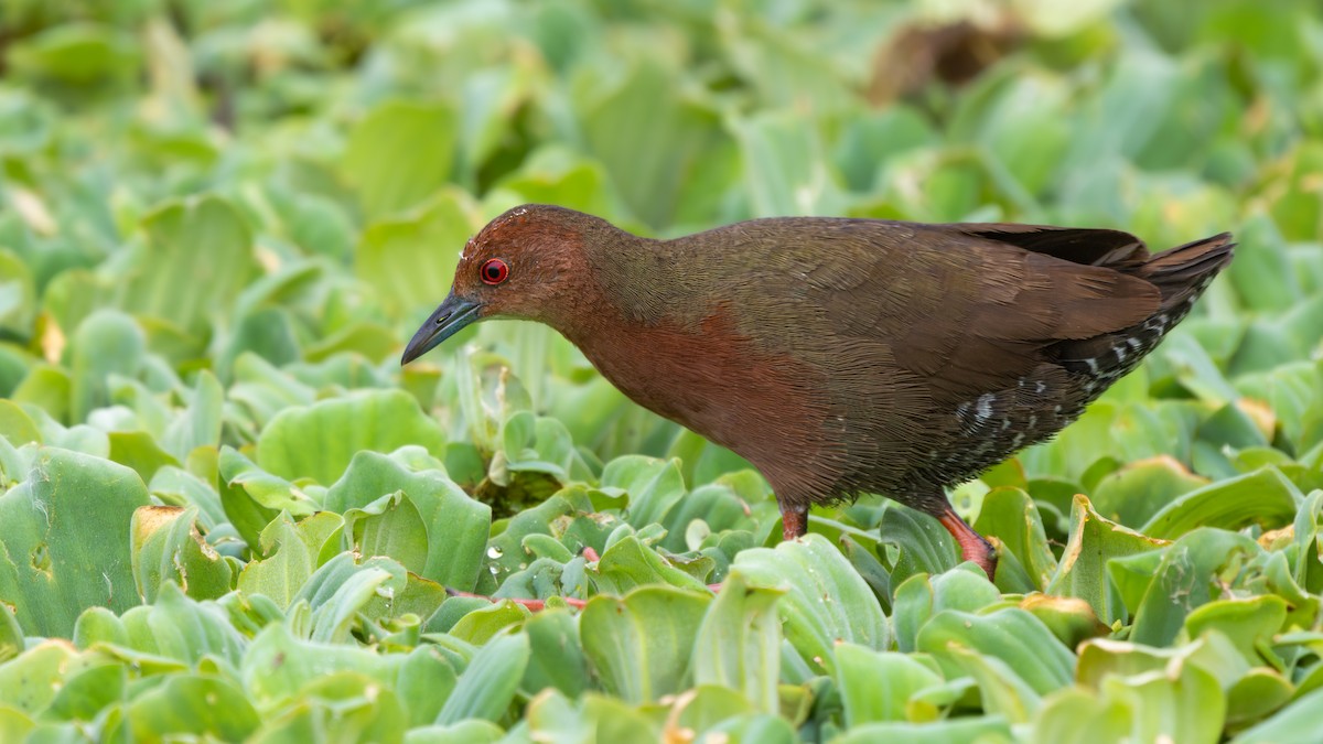 Zimtsumpfhuhn - ML638133693