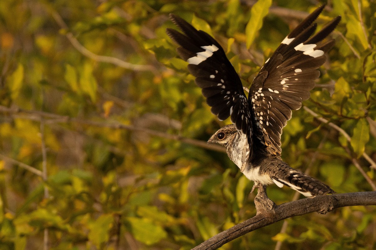 Ladder-tailed Nightjar - ML638133697