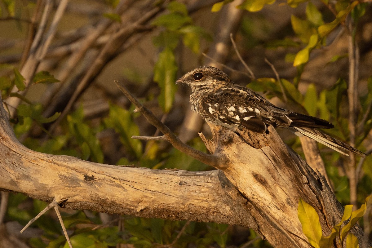 Ladder-tailed Nightjar - ML638133699