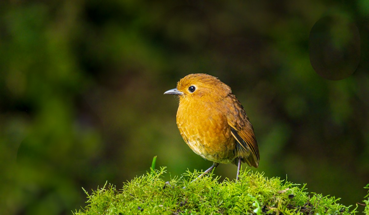 Equatorial Antpitta - ML638133700
