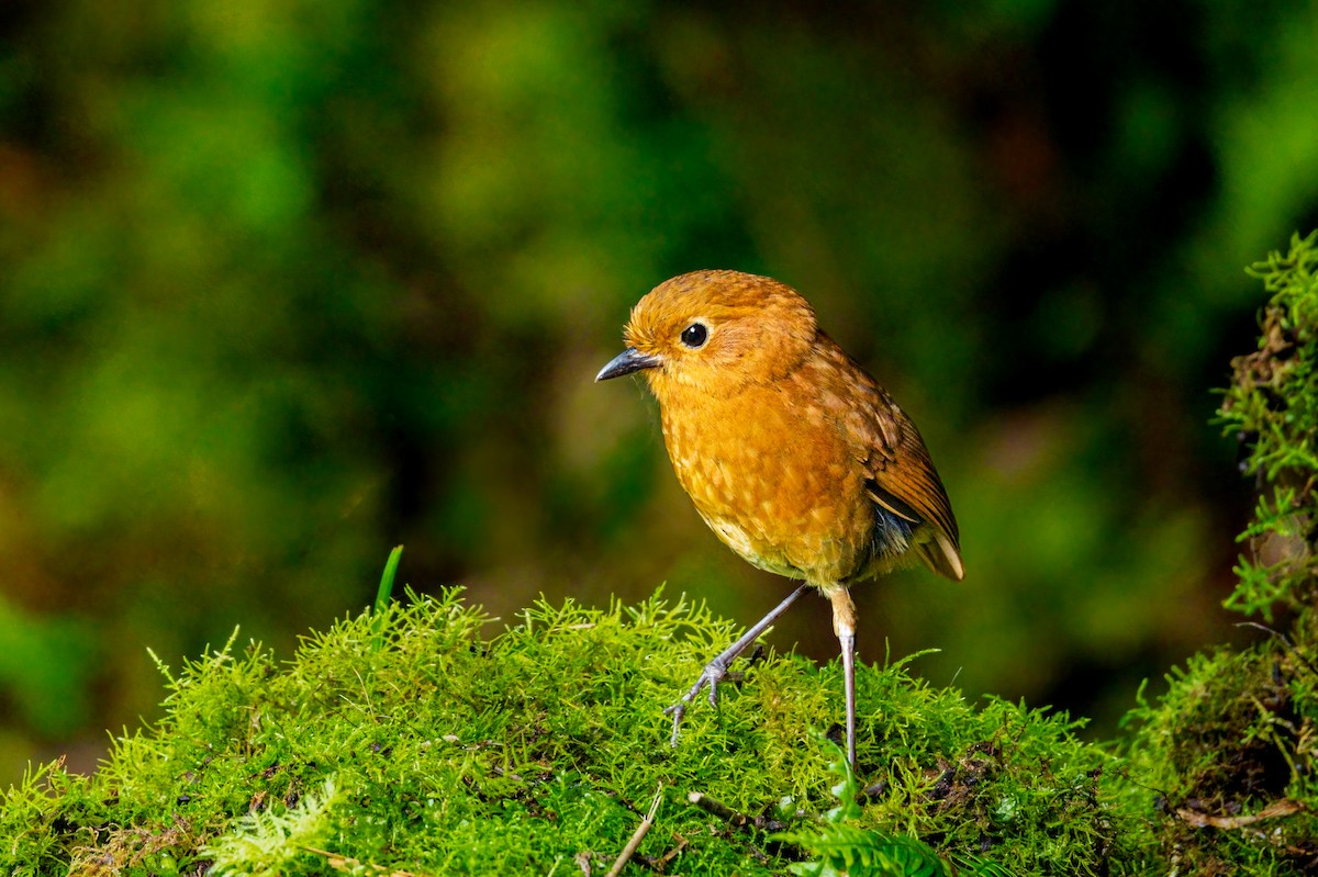 Equatorial Antpitta - ML638133701