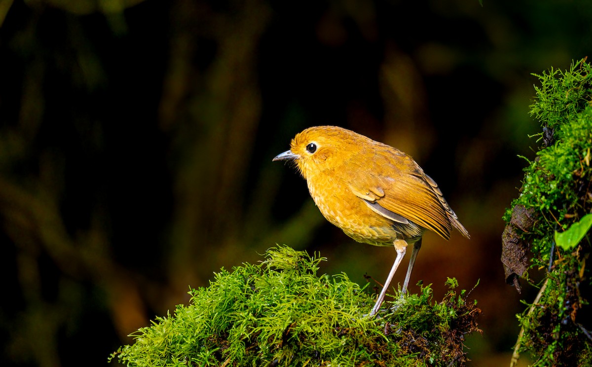 Equatorial Antpitta - ML638133702