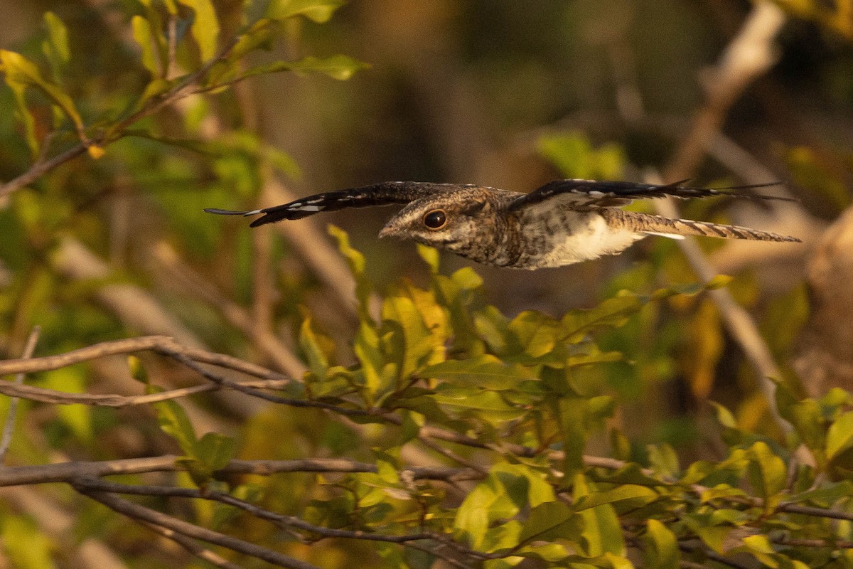 Ladder-tailed Nightjar - ML638133703