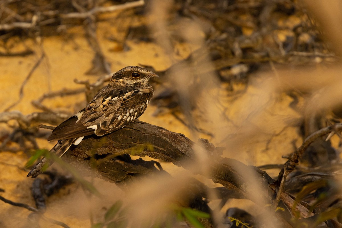 Ladder-tailed Nightjar - ML638133704