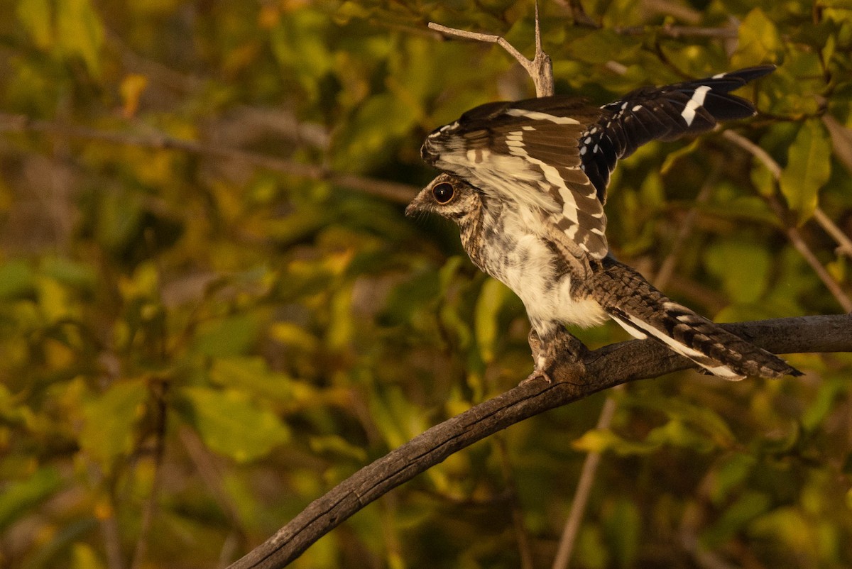 Ladder-tailed Nightjar - ML638133706