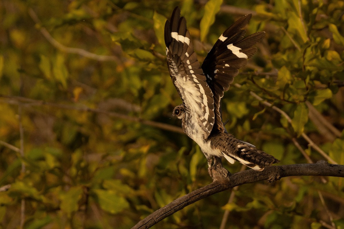 Ladder-tailed Nightjar - ML638133709