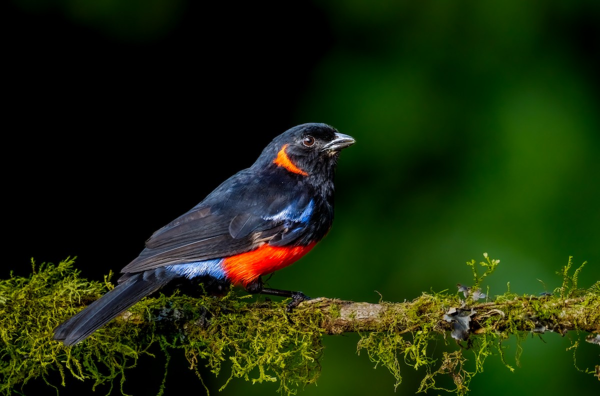 Scarlet-bellied Mountain Tanager - ML638133717