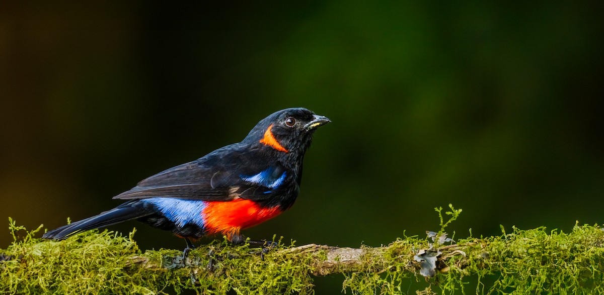 Scarlet-bellied Mountain Tanager - ML638133718