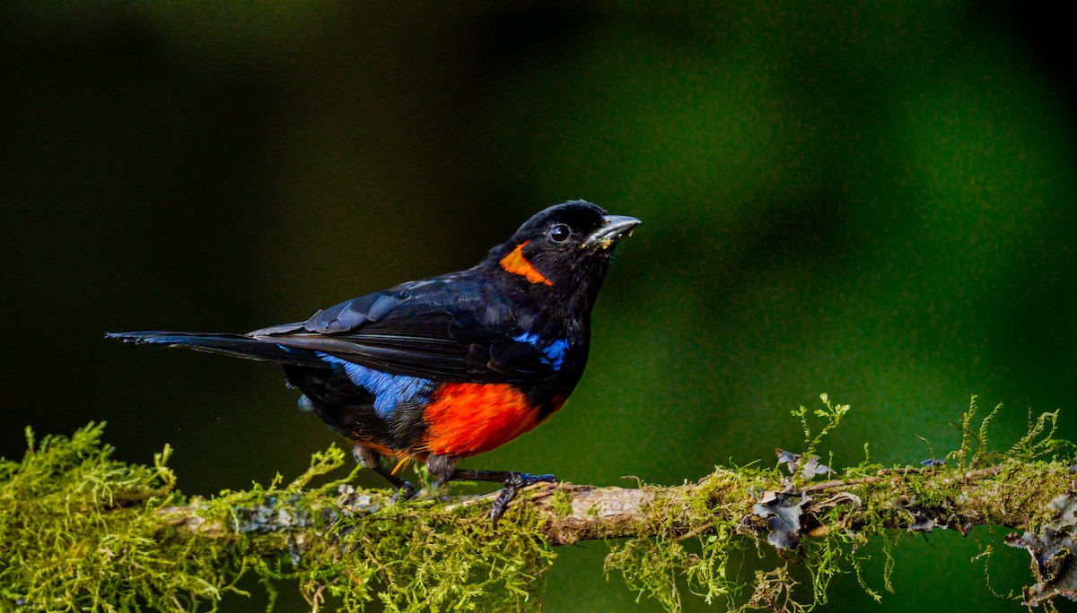 Scarlet-bellied Mountain Tanager - ML638133719