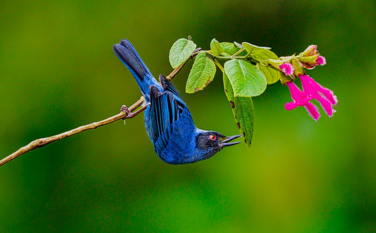 Masked Flowerpiercer - Jim Merritt