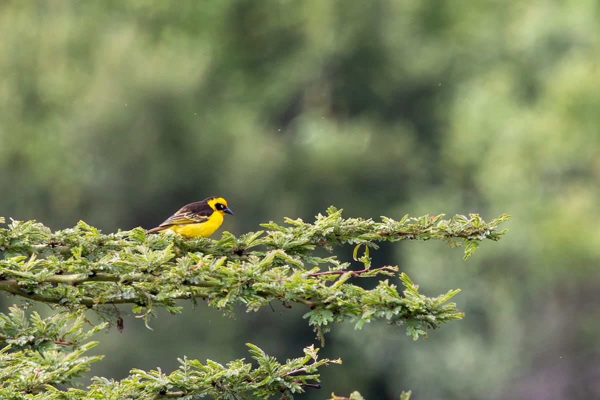 Baglafecht Weaver - ML638133747