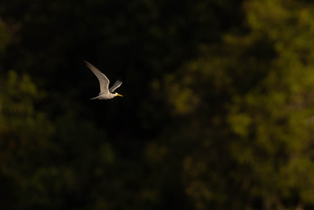 Yellow-billed Tern - ML638133754
