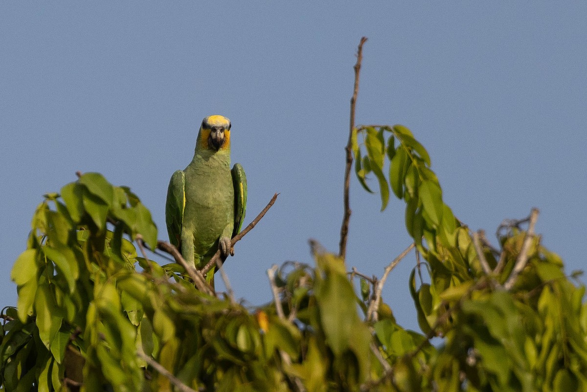 Orange-winged Amazon - ML638133764