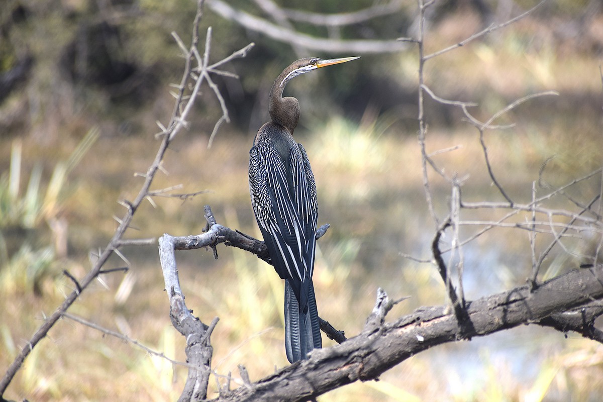 Oriental Darter - ML638133770