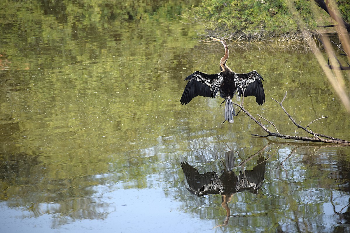 Oriental Darter - ML638133771