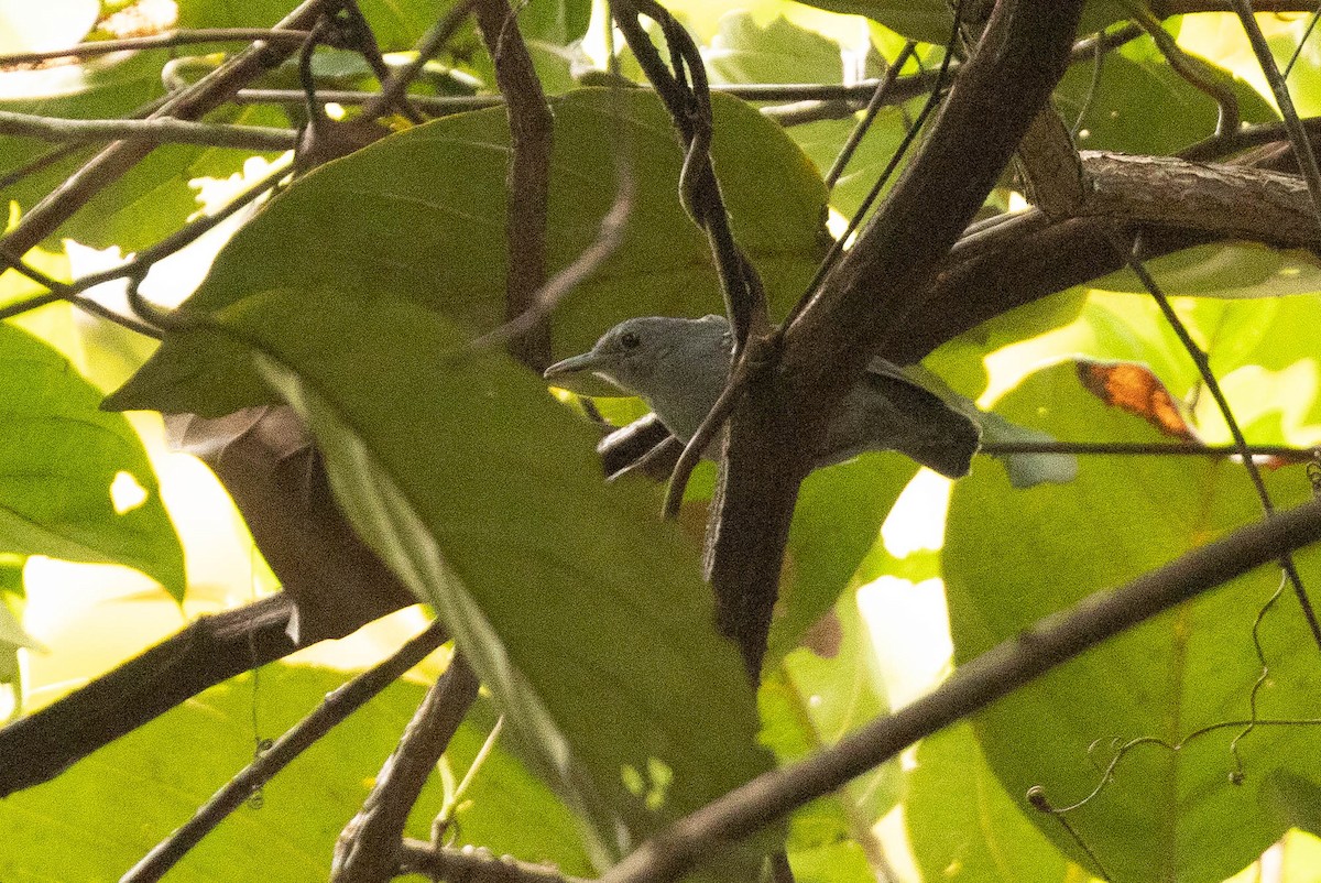 Gray Antwren - ML638133785