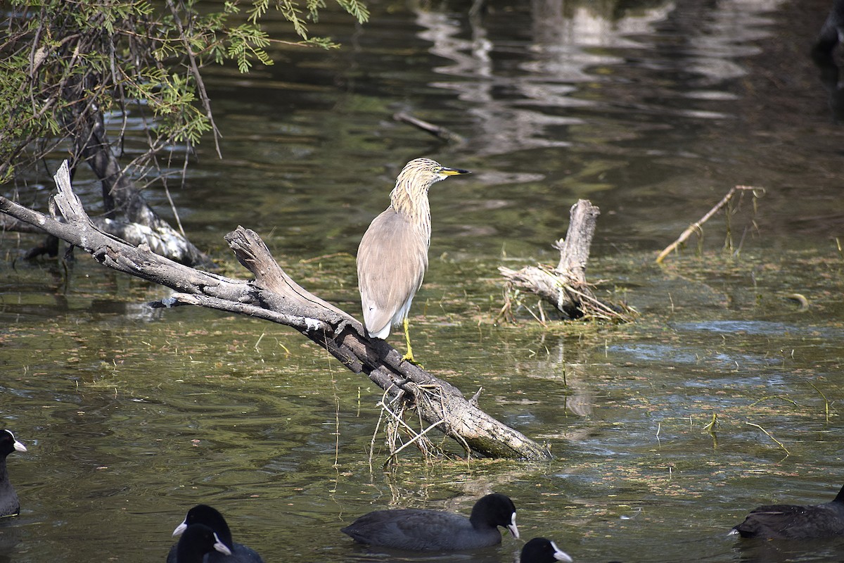 Indian Pond-Heron - ML638133801