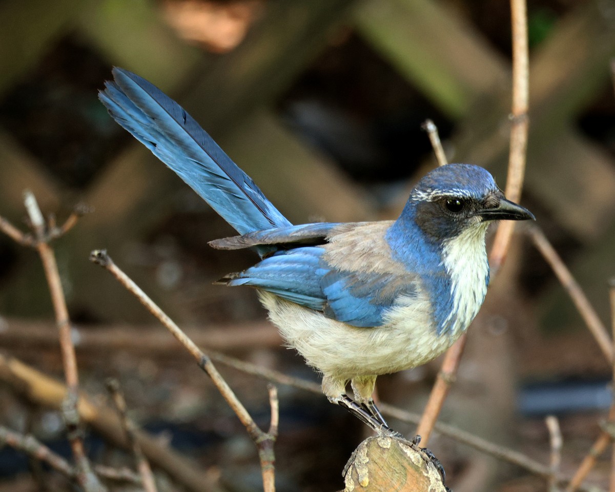 カリフォルニアカケス - ML638133821