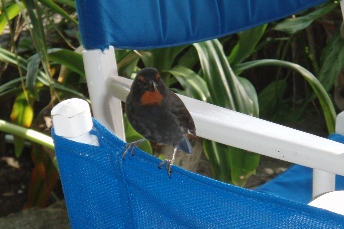 Lesser Antillean Bullfinch - ML638133868