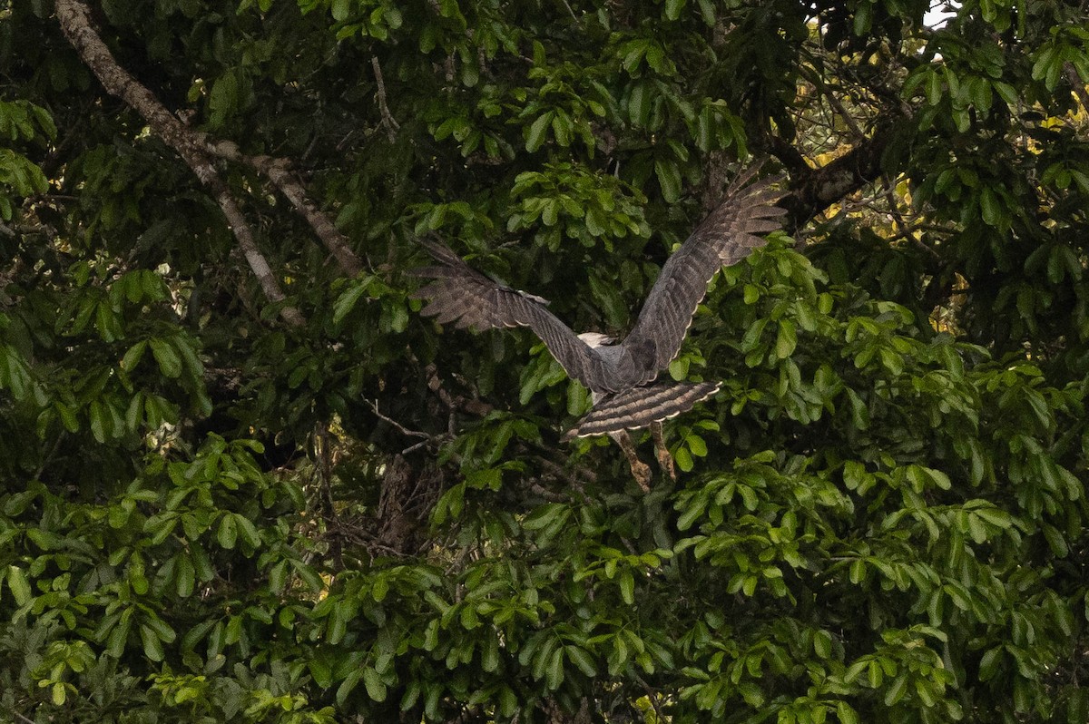 Harpy Eagle - ML638133876
