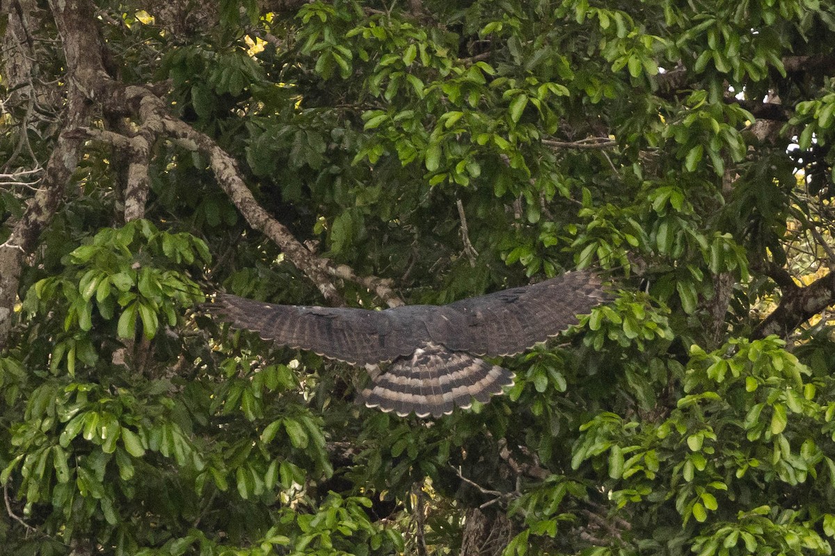 Harpy Eagle - ML638133877