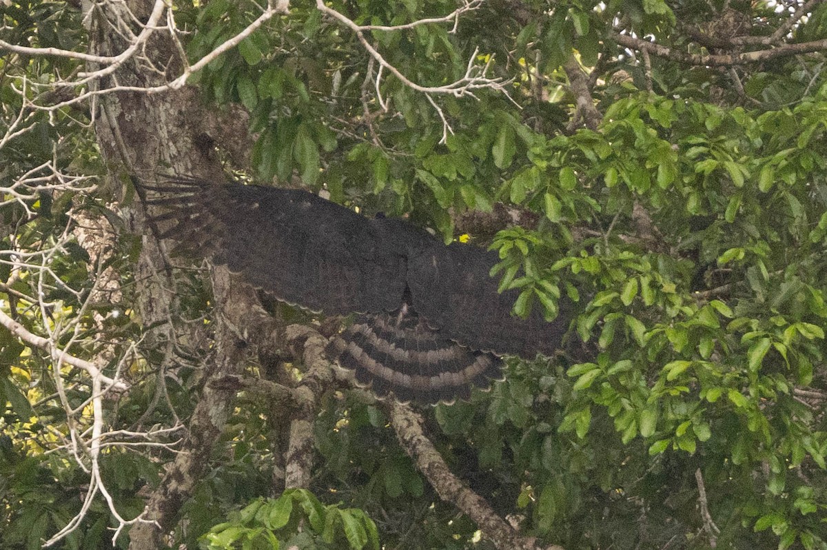 Harpy Eagle - ML638133879