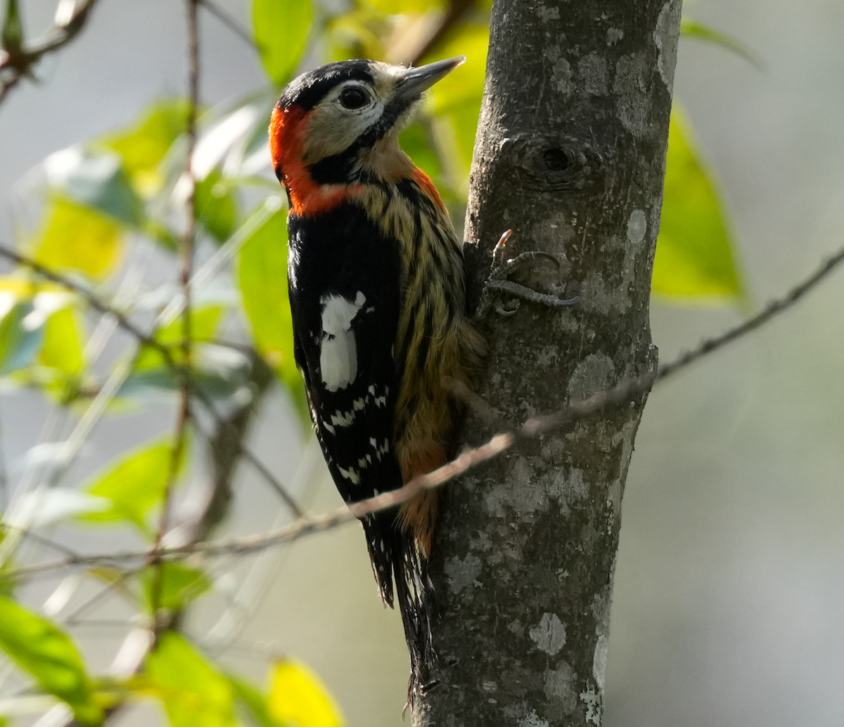 Crimson-naped Woodpecker - ML638133880