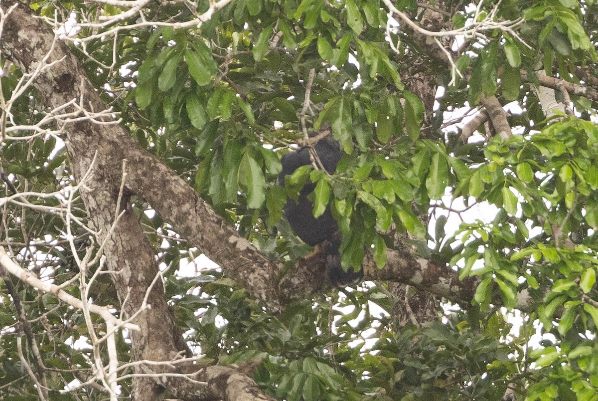 Harpy Eagle - ML638133881
