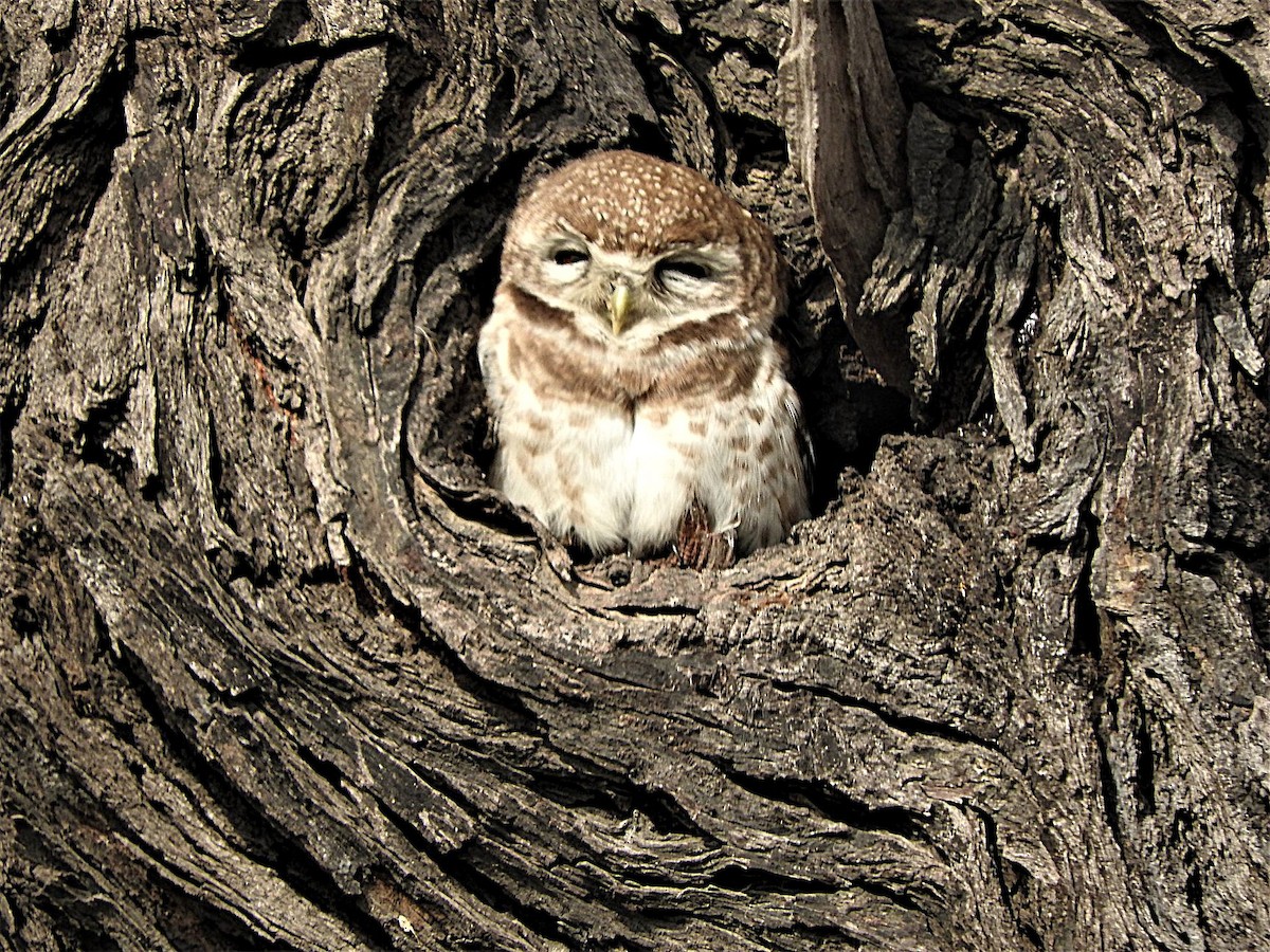 Spotted Owlet - ML638133882