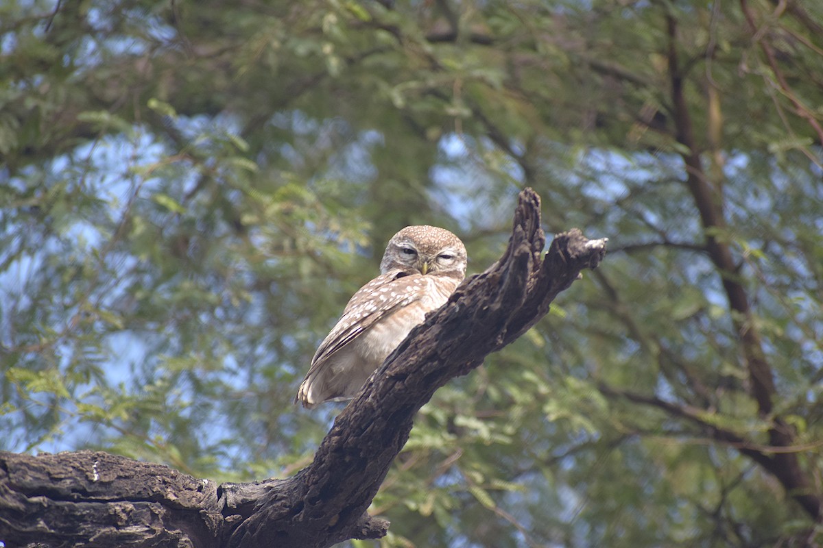 Spotted Owlet - ML638133884