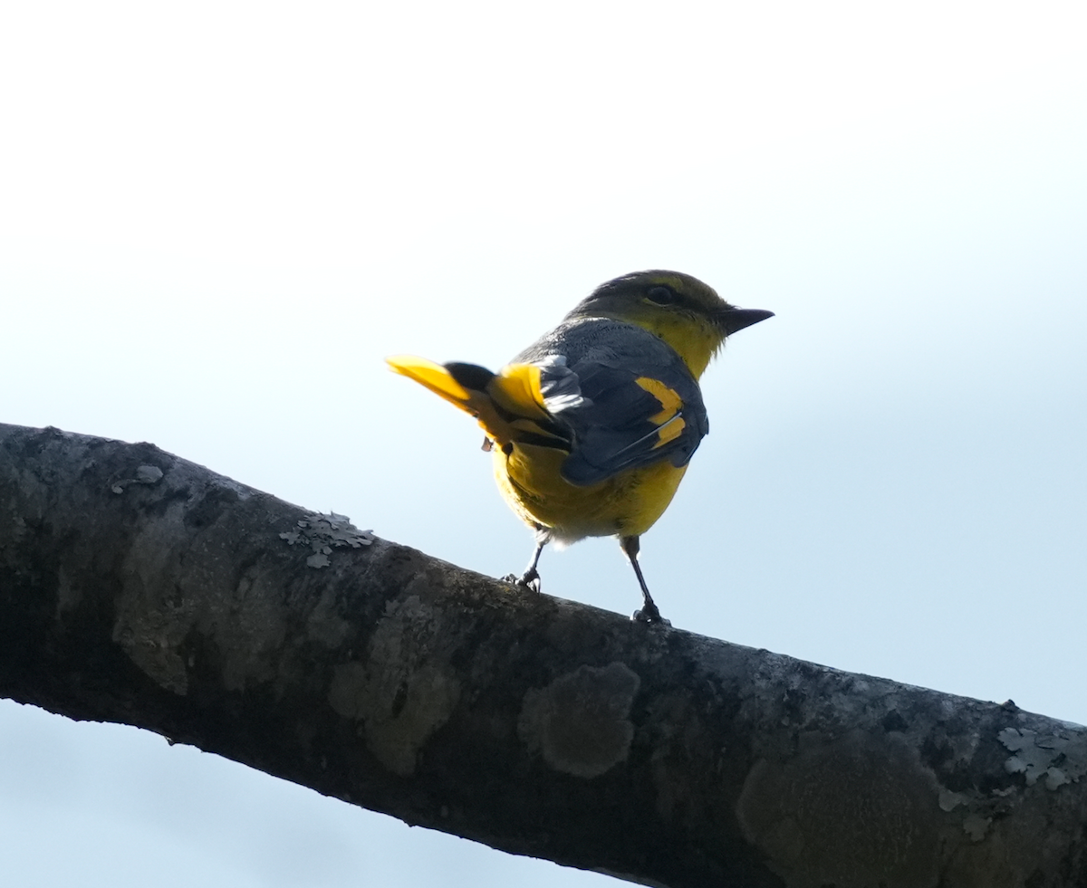 Short-billed Minivet - ML638133887