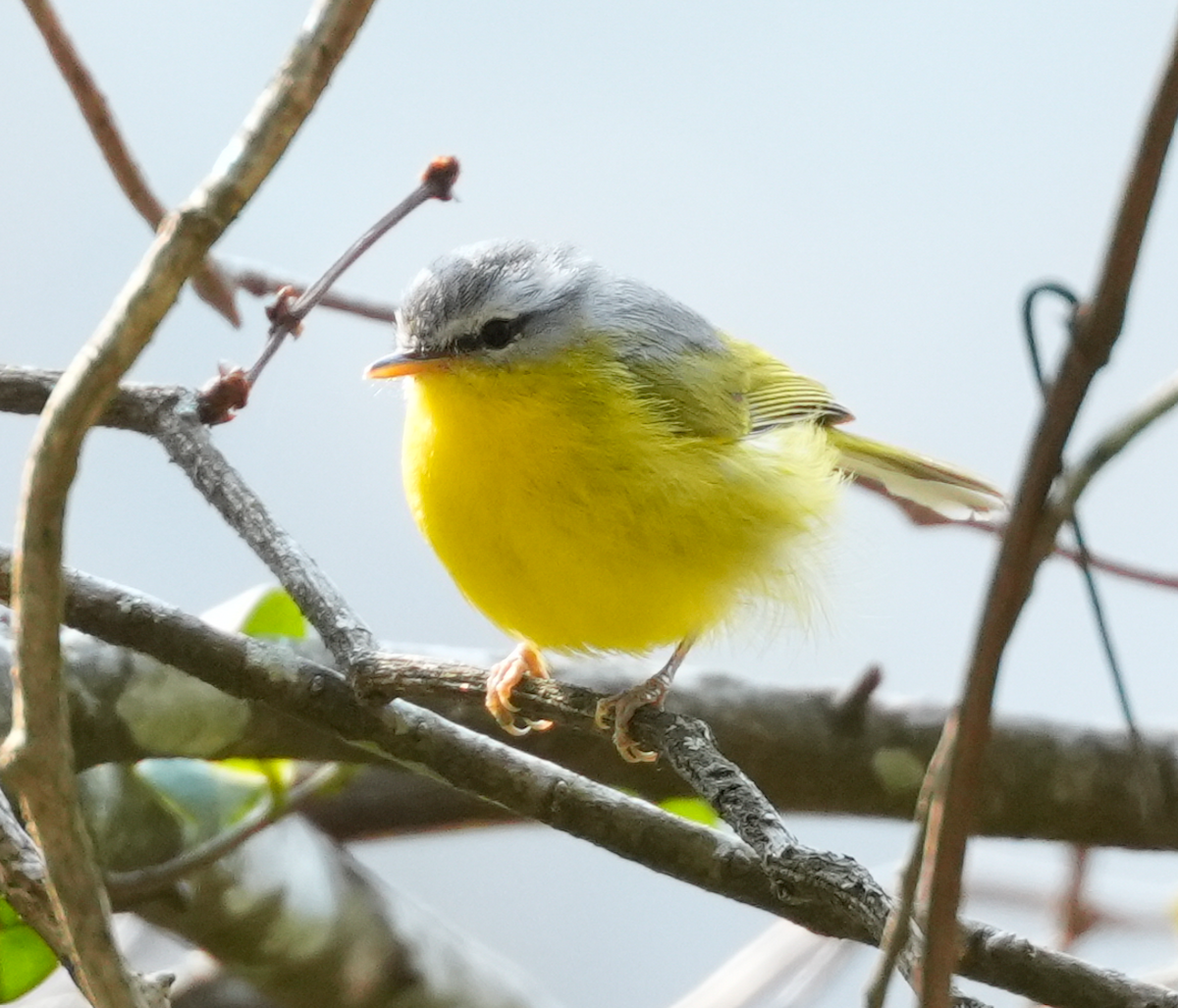 Gray-hooded Warbler - ML638133895
