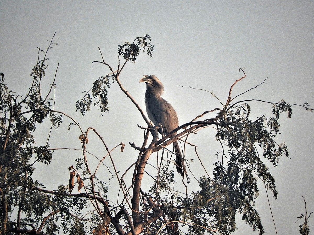 Indian Gray Hornbill - ML638133901