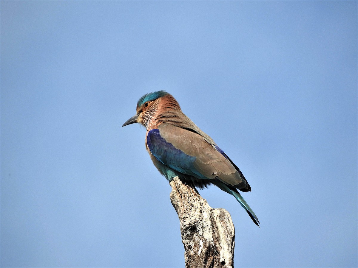 Indian Roller - ML638133919