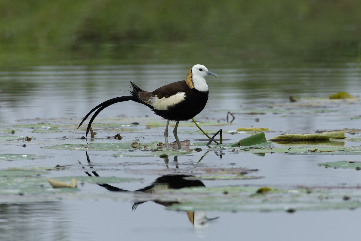 Pheasant-tailed Jacana - ML638133931