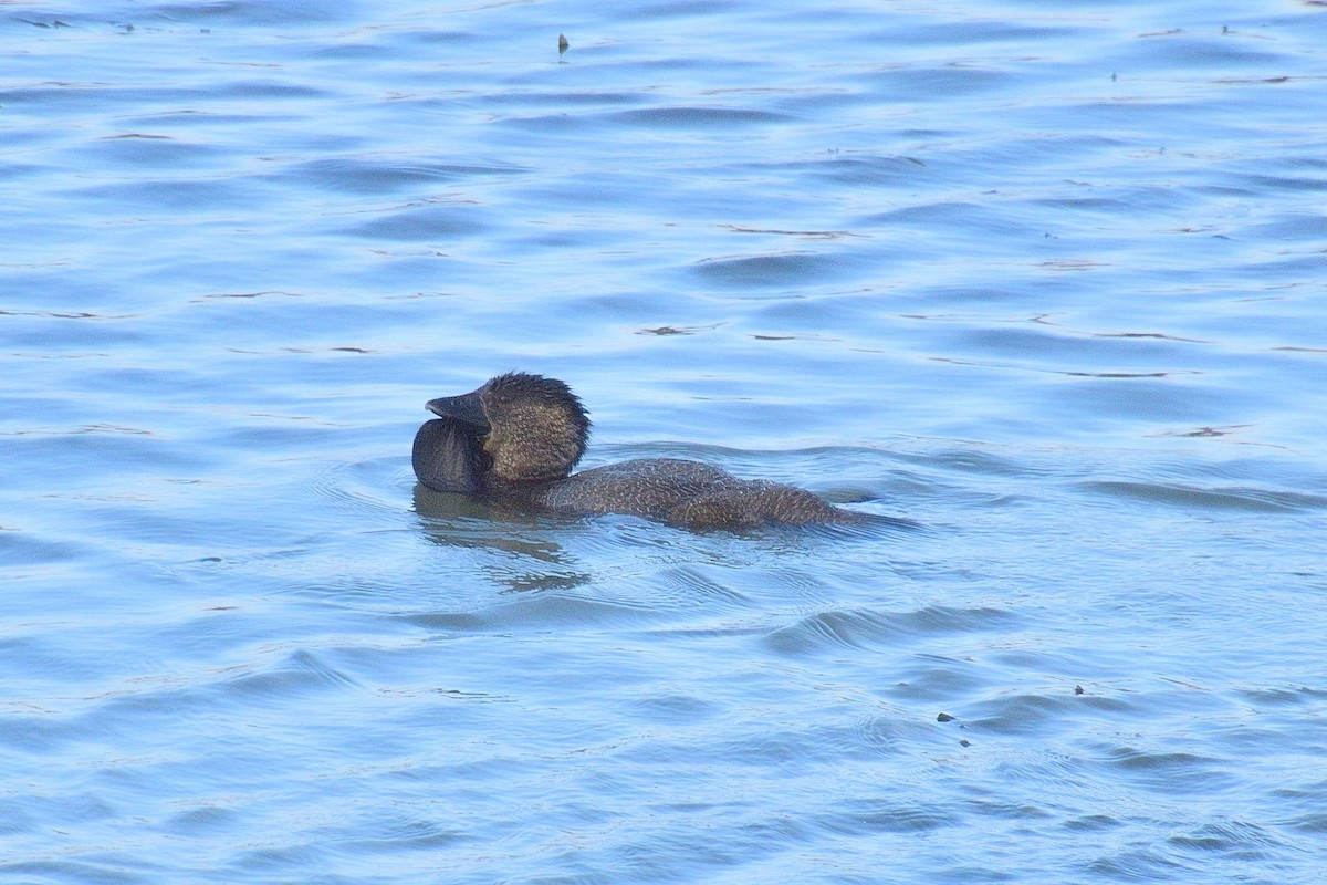 Musk Duck - ML638133966