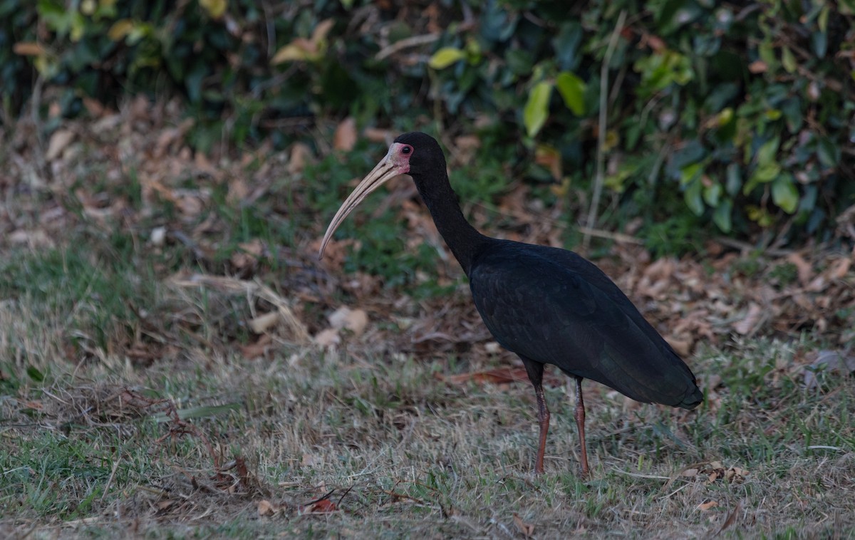 Bare-faced Ibis - ML638133970
