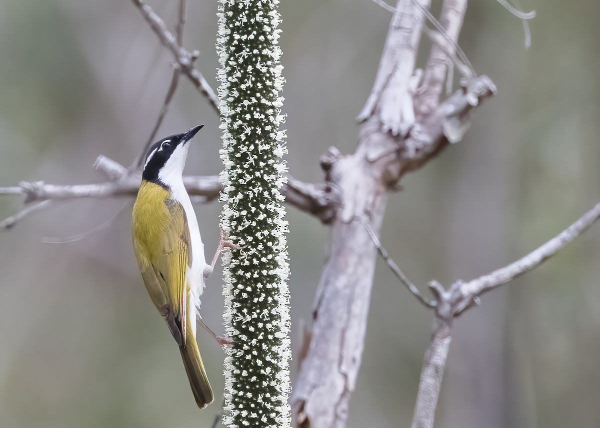 White-throated Honeyeater - ML638133988
