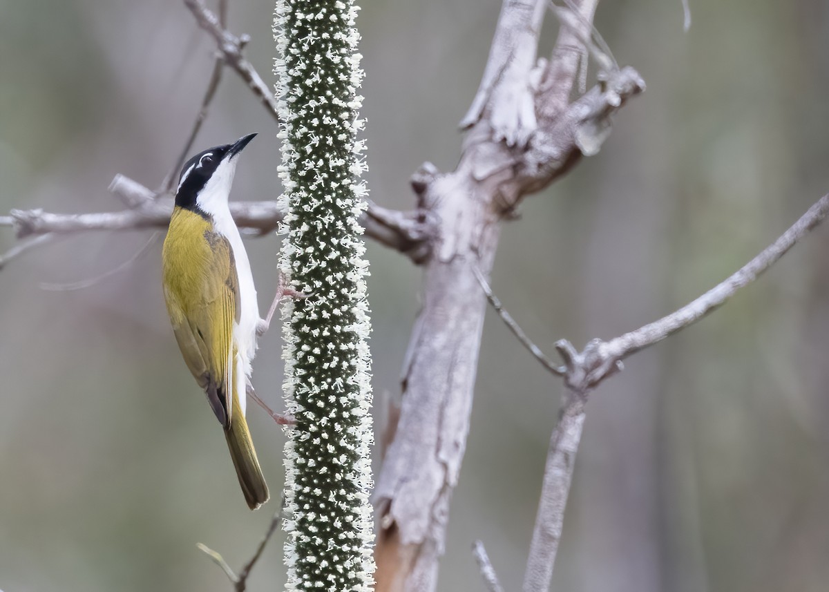 White-throated Honeyeater - ML638133989