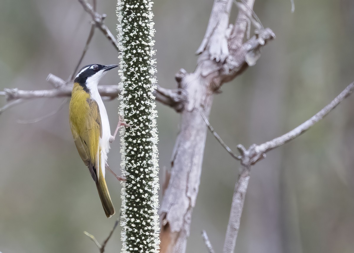 White-throated Honeyeater - ML638133990