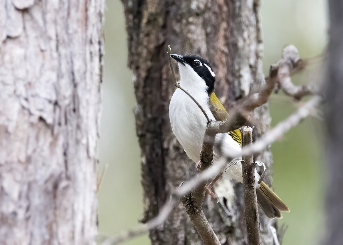 White-throated Honeyeater - ML638133991