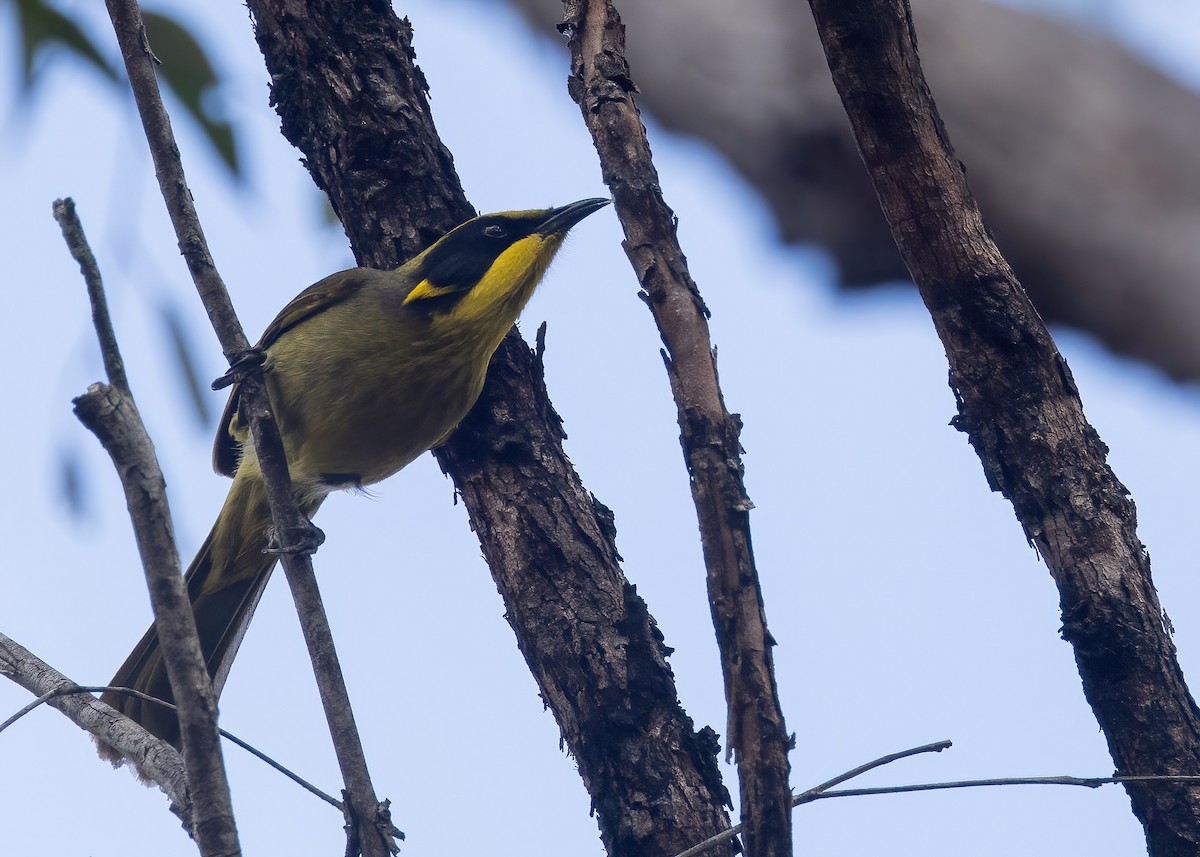 Yellow-tufted Honeyeater - ML638133997