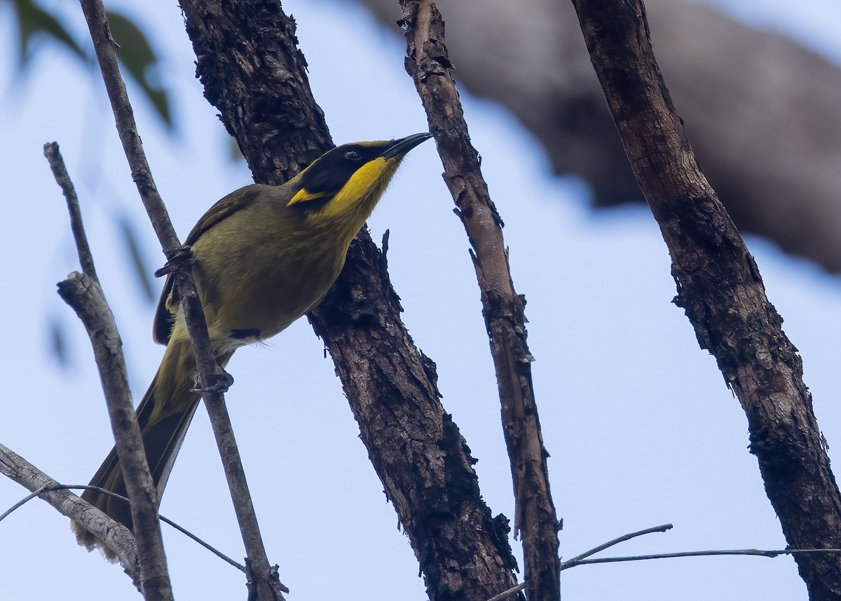 Yellow-tufted Honeyeater - ML638133998
