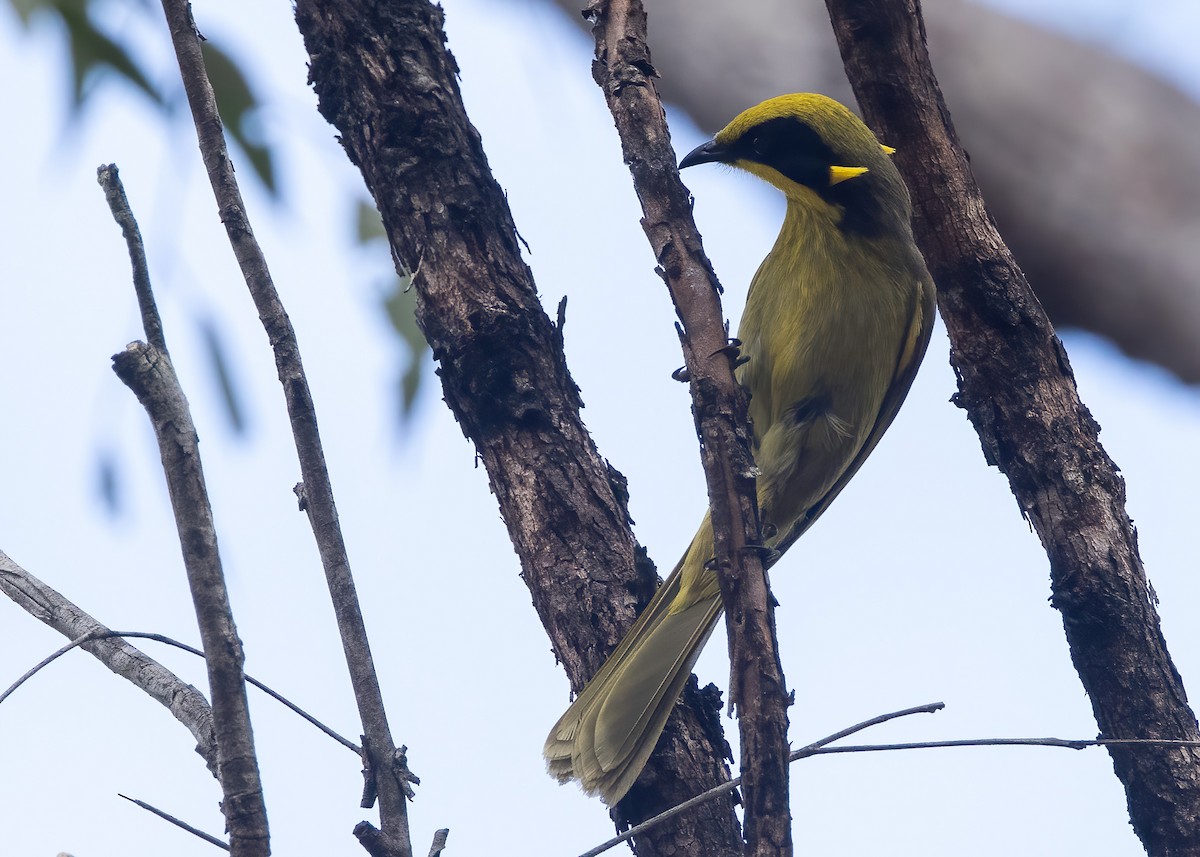 Yellow-tufted Honeyeater - ML638133999