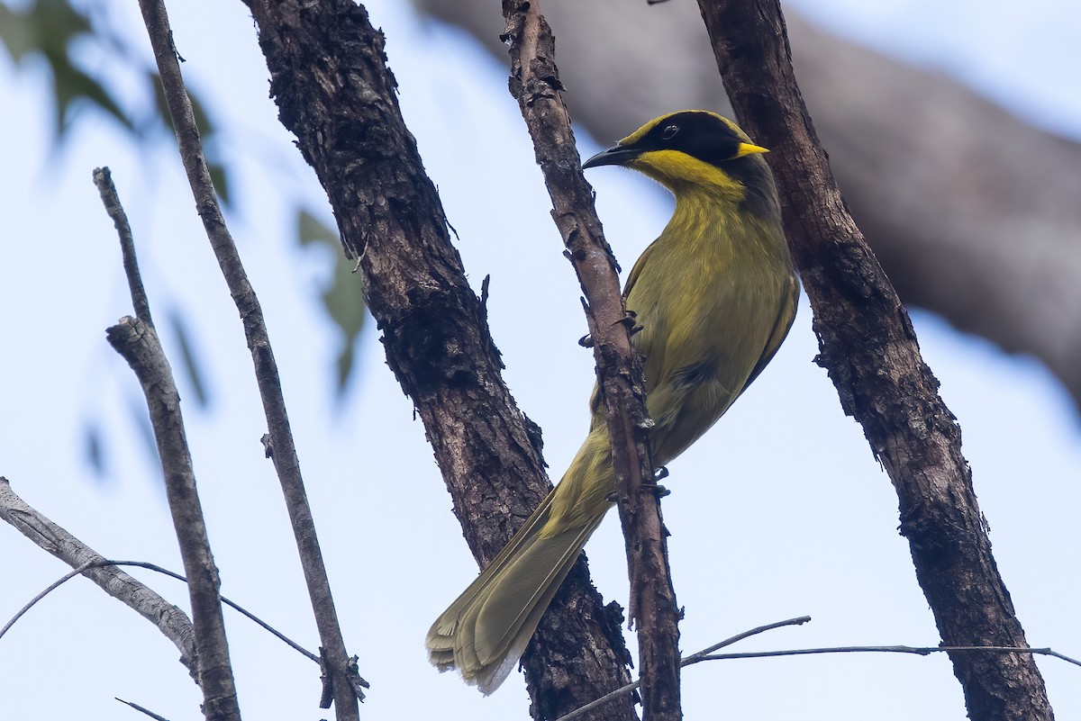 Yellow-tufted Honeyeater - ML638134001