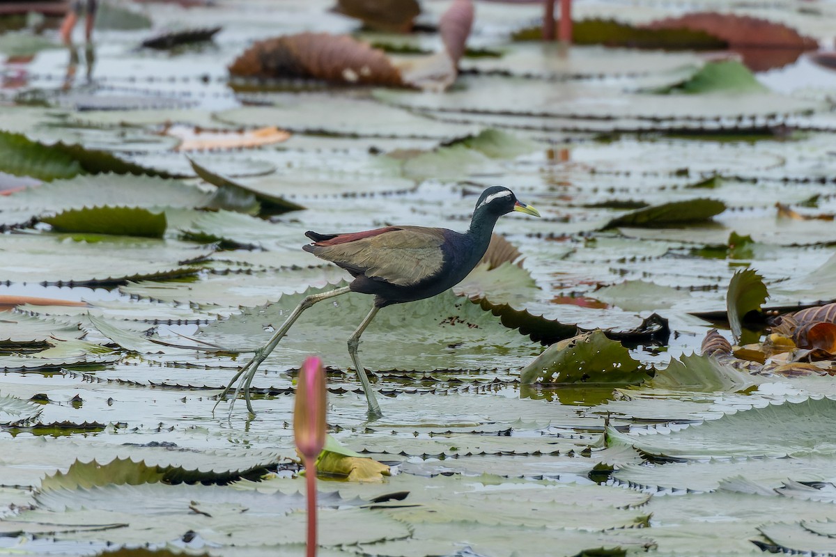 Bronze-winged Jacana - ML638134014