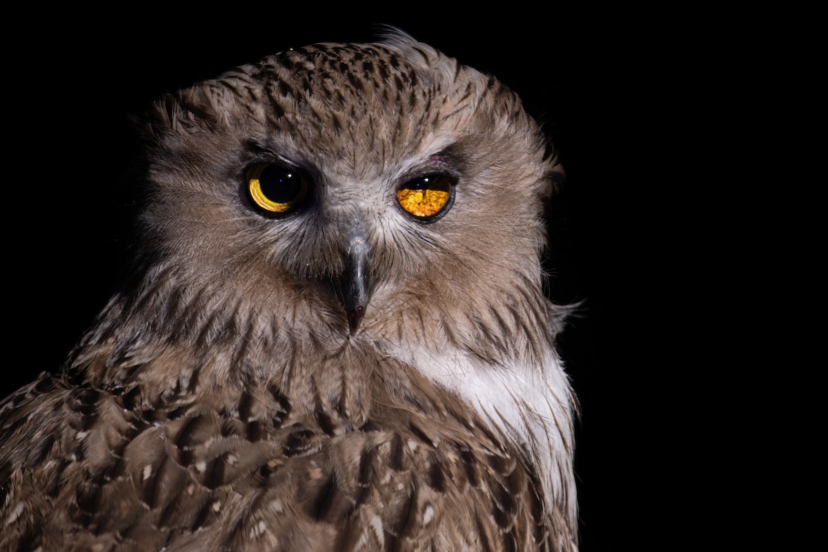 Blakiston's Fish-Owl (blakistoni) - ML638134018