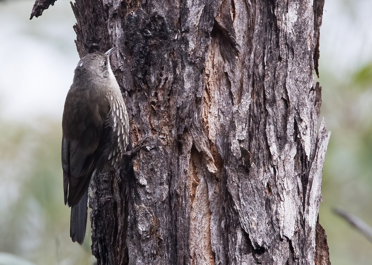 White-throated Treecreeper - ML638134021